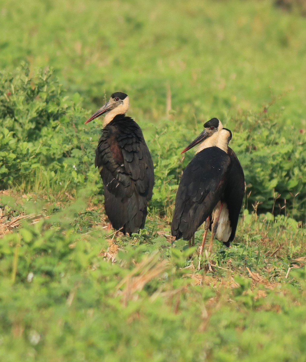 Asian Woolly-necked Stork - ML637961675