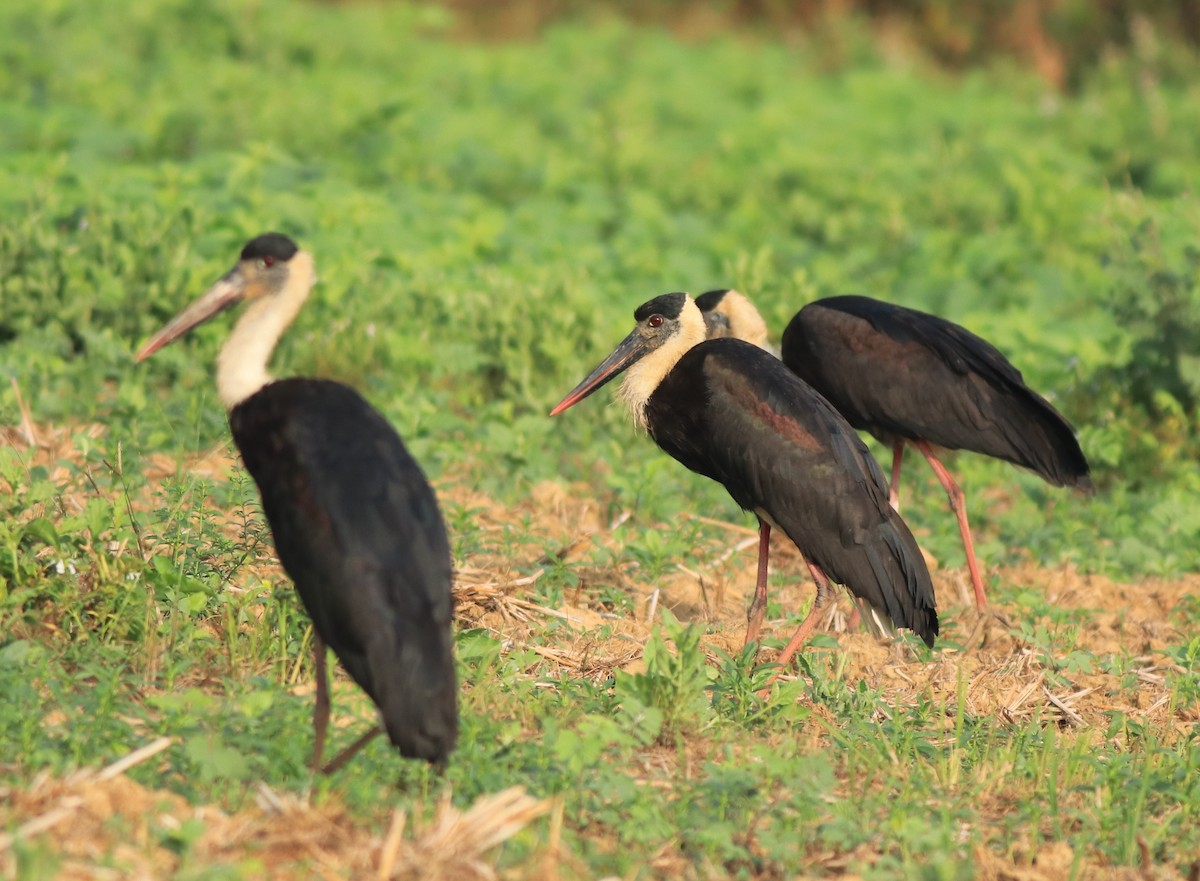Asian Woolly-necked Stork - ML637961676