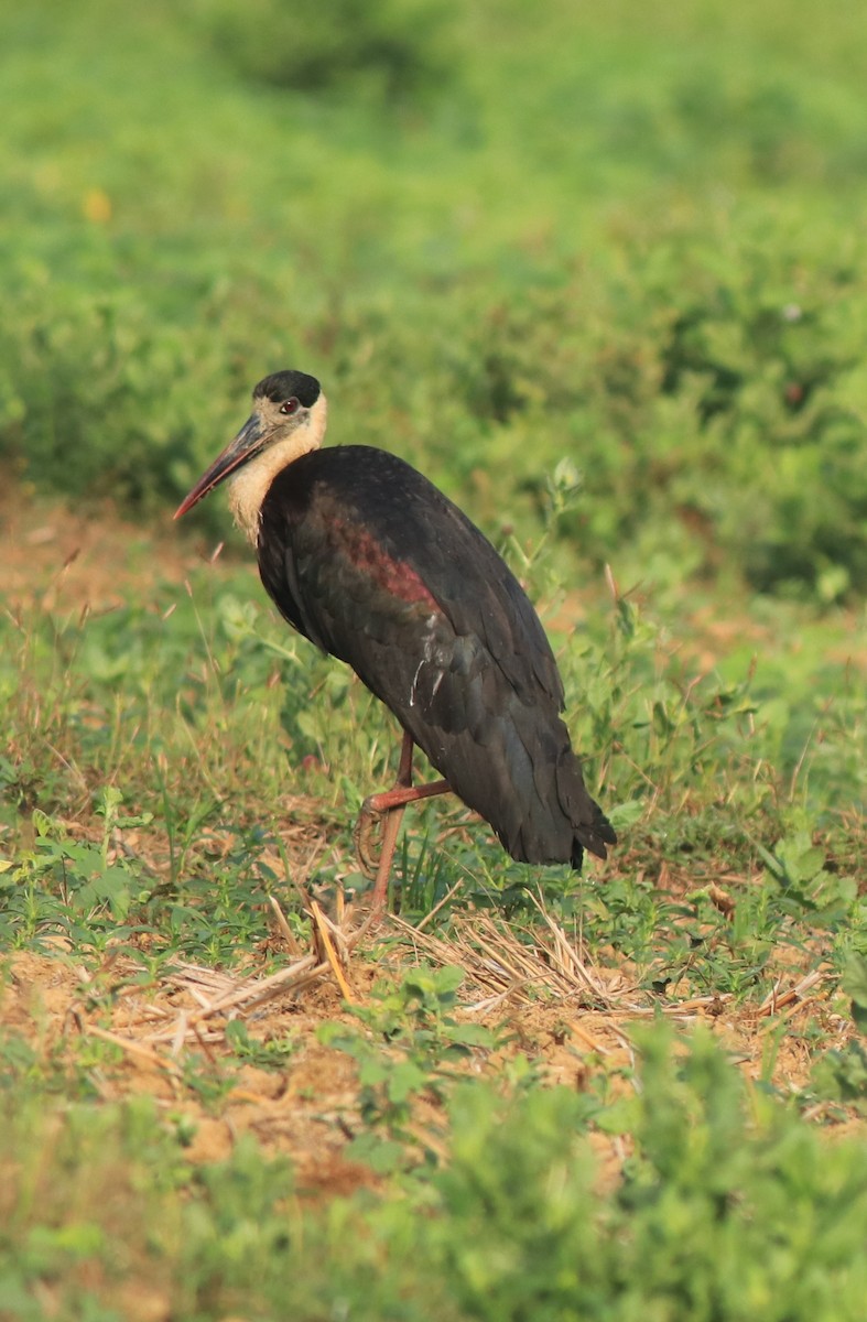 Asian Woolly-necked Stork - ML637961677