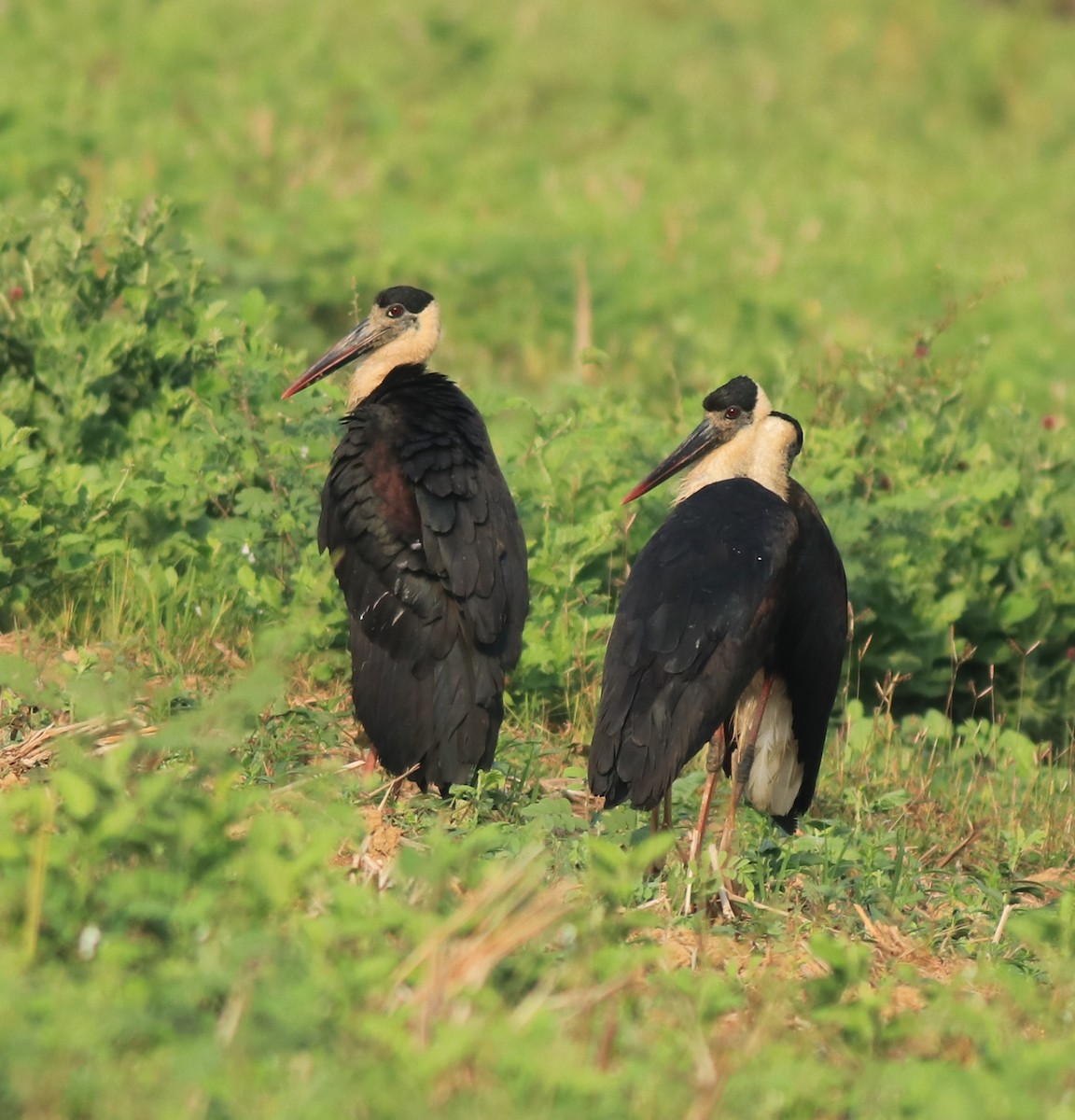 Asian Woolly-necked Stork - ML637961678
