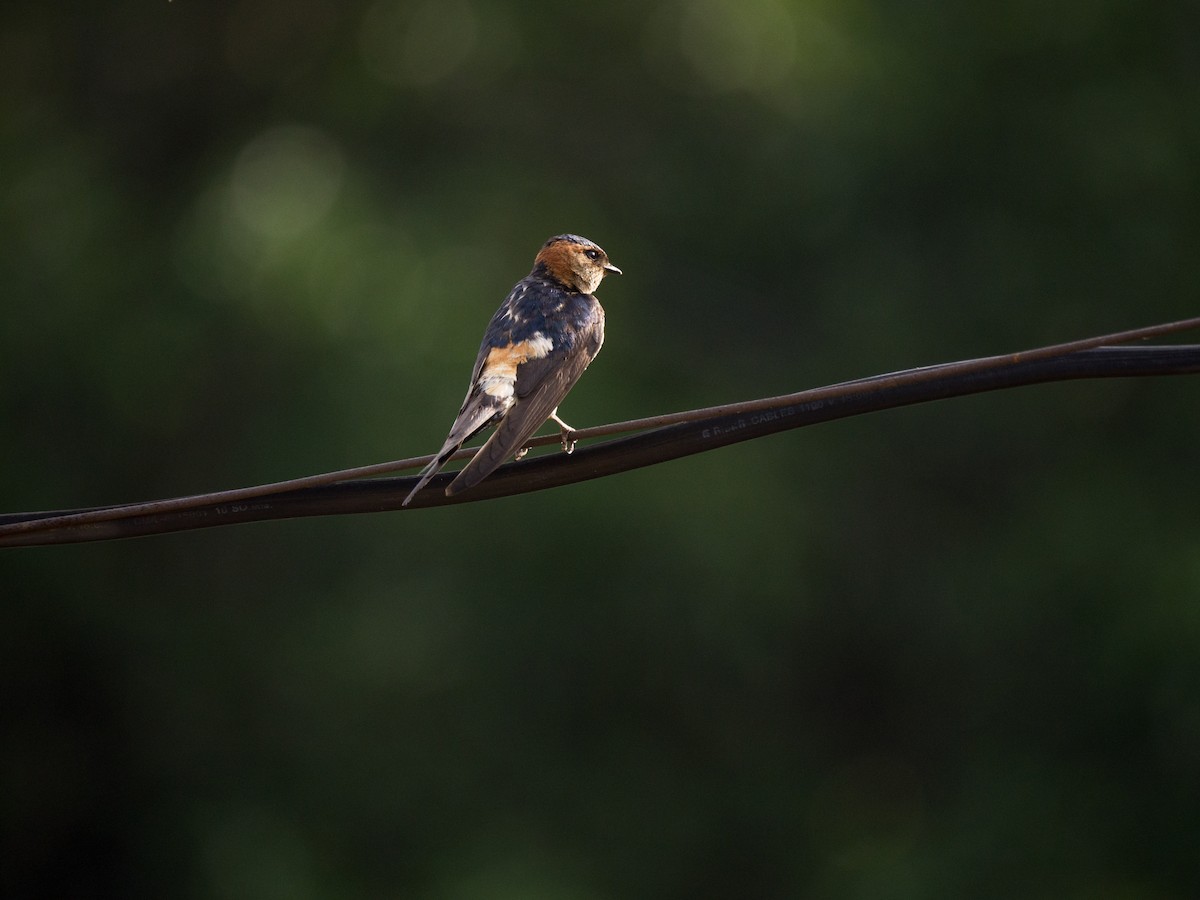 Eastern Red-rumped Swallow (Striated) - ML637961688