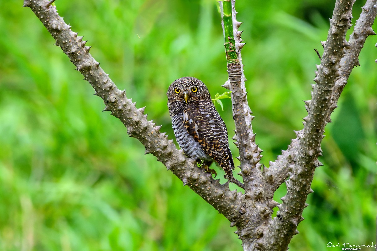 Jungle Owlet - ML637961694