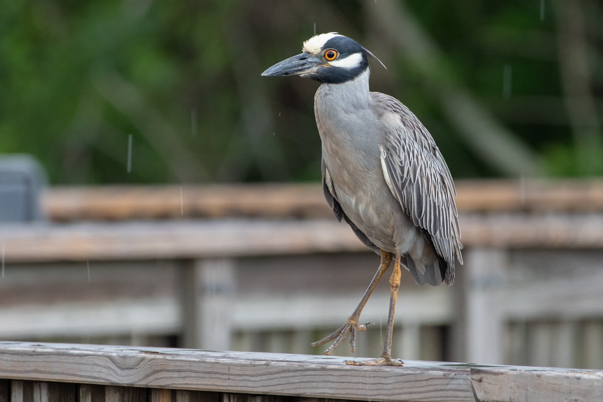 Yellow-crowned Night Heron - ML637961756