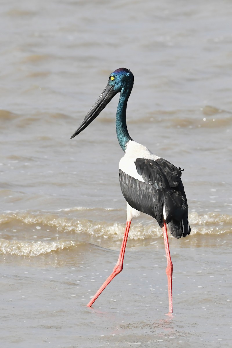 Black-necked Stork - ML637961787