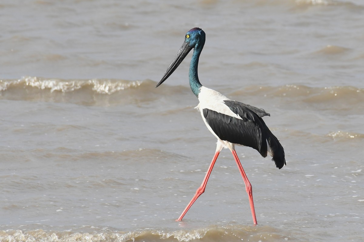 Black-necked Stork - ML637961788