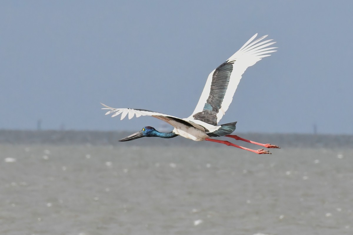 Black-necked Stork - ML637961799
