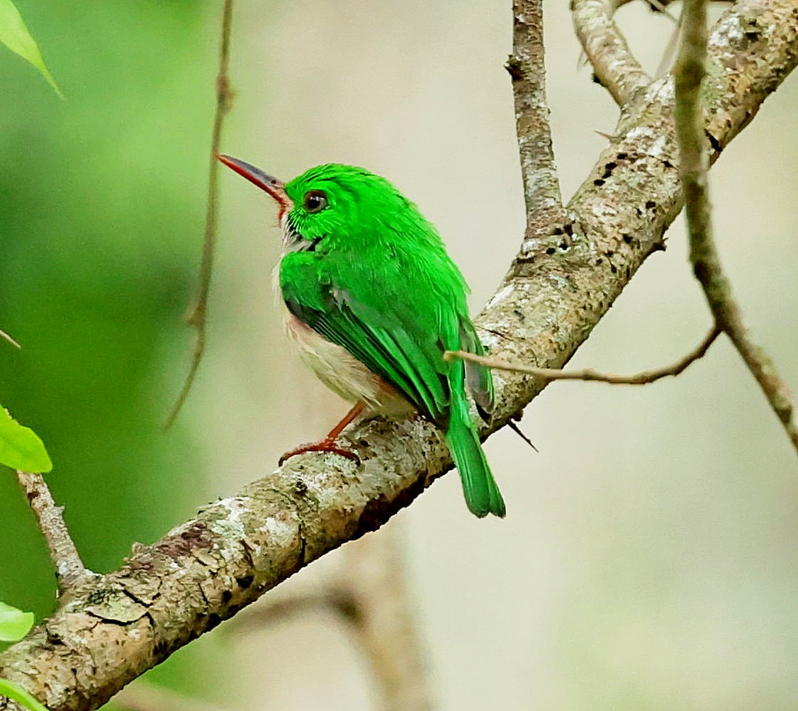 Broad-billed Tody - ML637961817