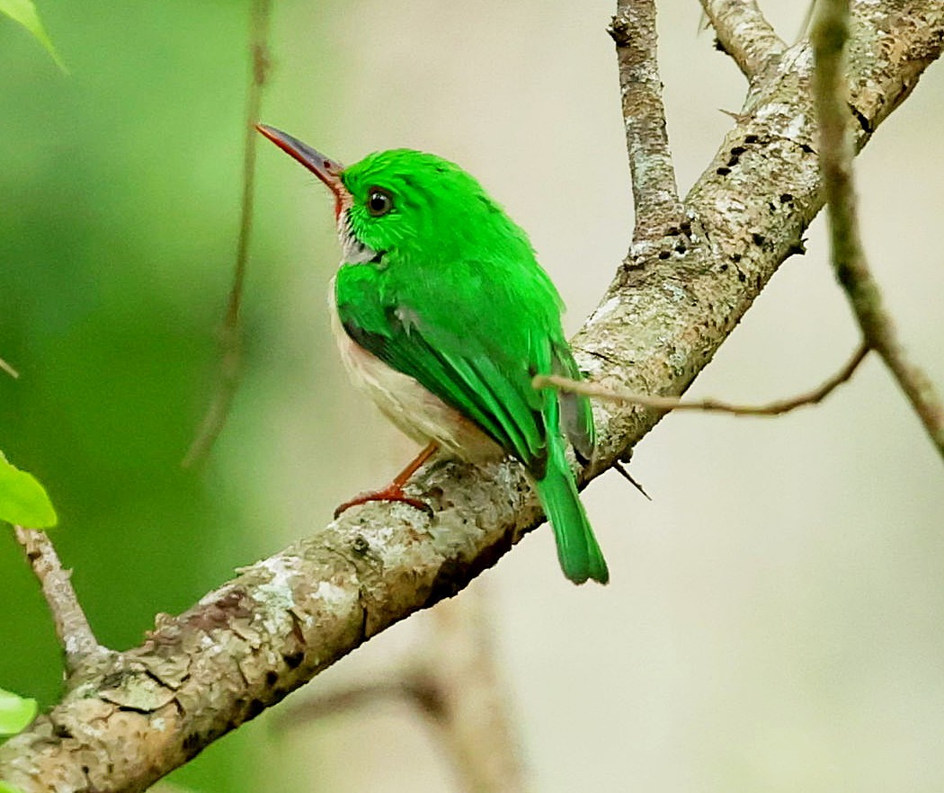 Broad-billed Tody - ML637961818