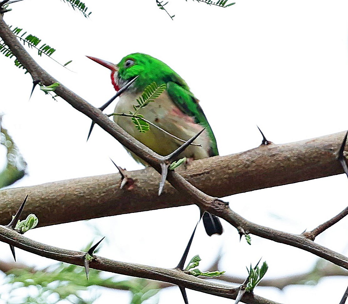 Broad-billed Tody - ML637961819