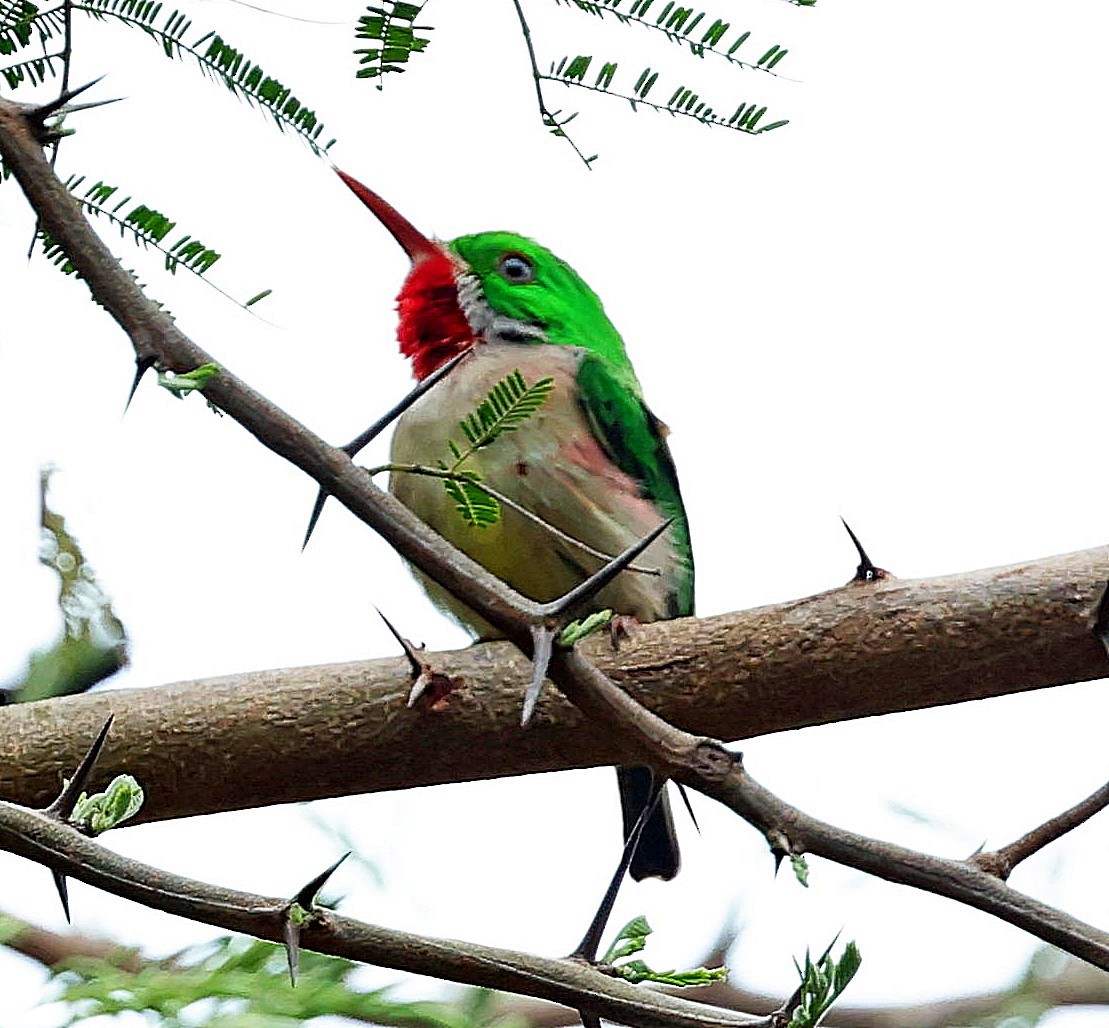 Broad-billed Tody - ML637961821