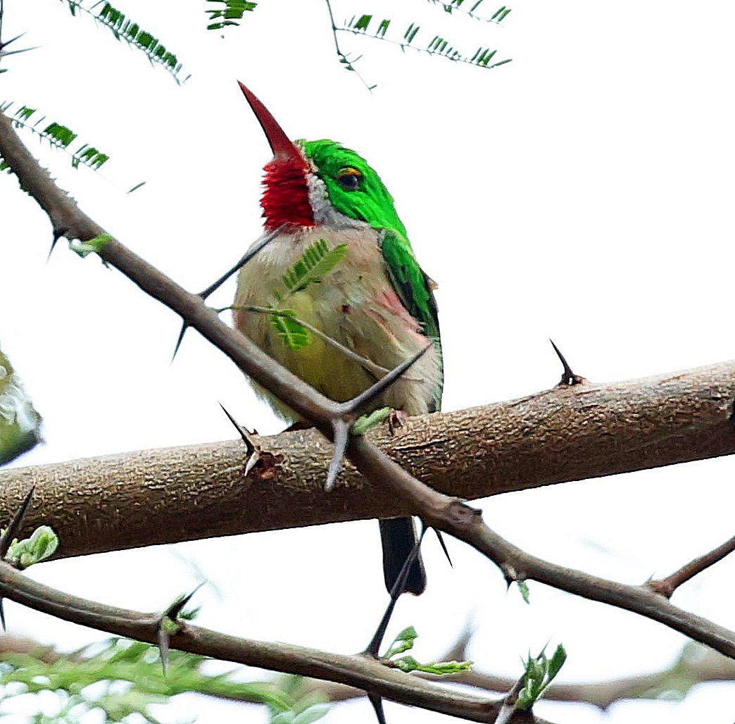 Broad-billed Tody - ML637961822