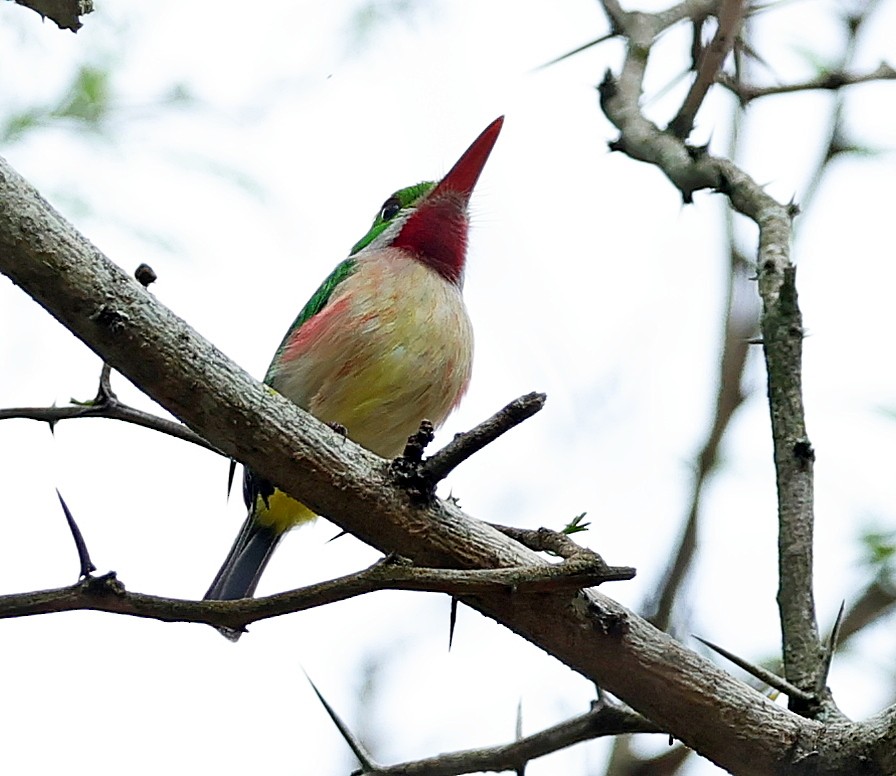 Broad-billed Tody - ML637961823