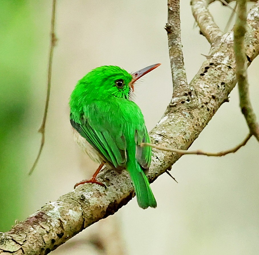 Broad-billed Tody - ML637961824