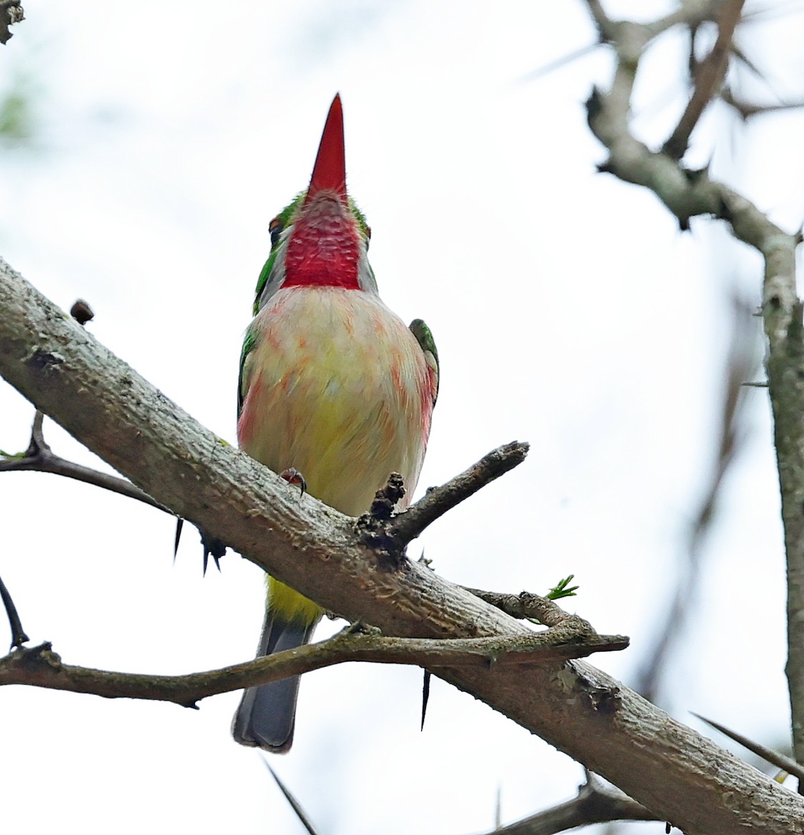 Broad-billed Tody - ML637961825