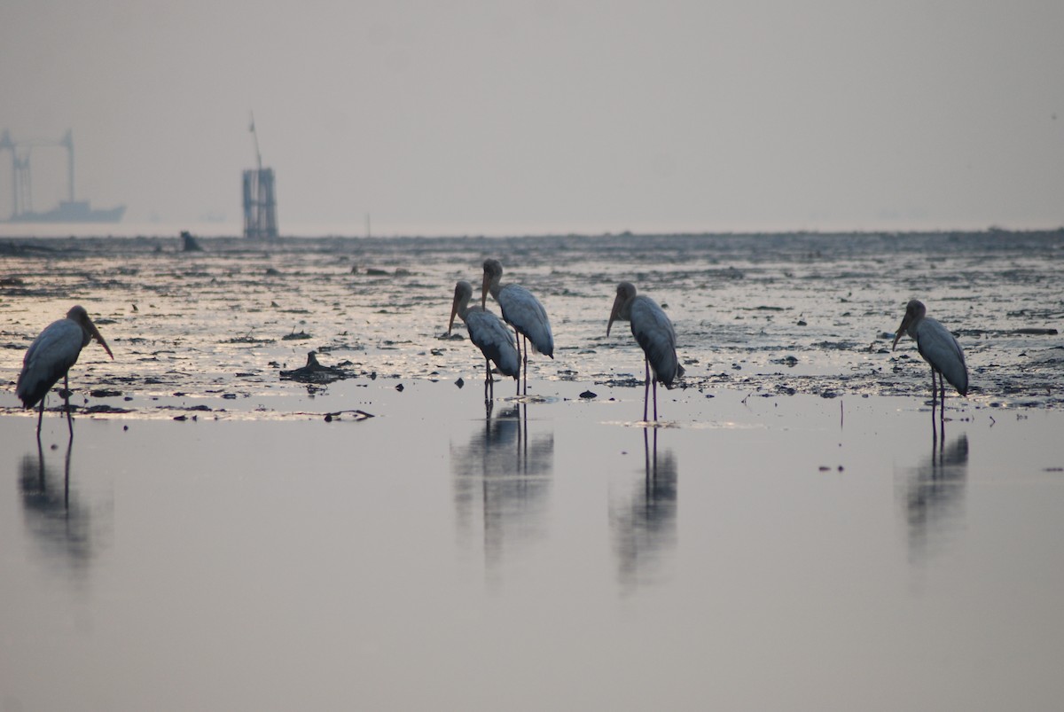 Milky Stork - ML637961836