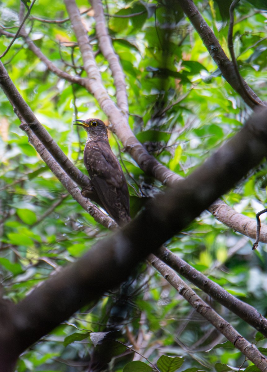 Indian Cuckoo - ML637961883