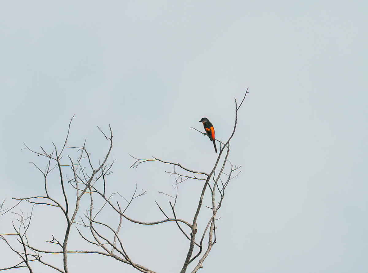 Graukehl-Mennigvogel - ML637961904