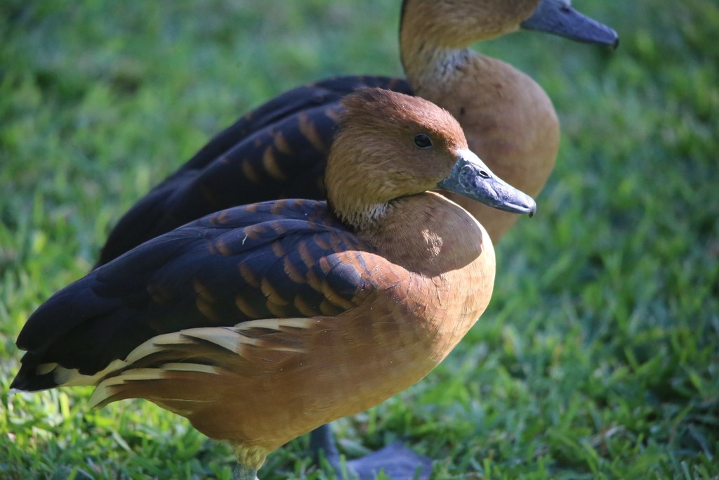 Dendrocygne fauve - ML637961908