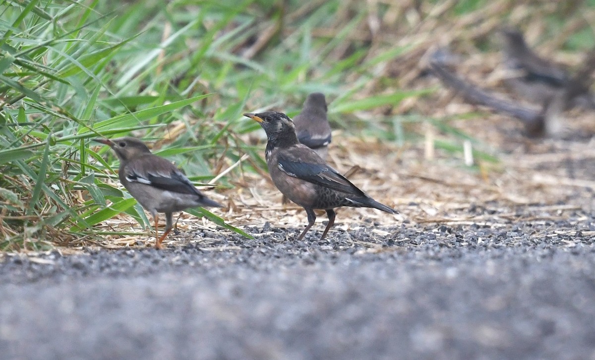 Rosy Starling - ML637961931