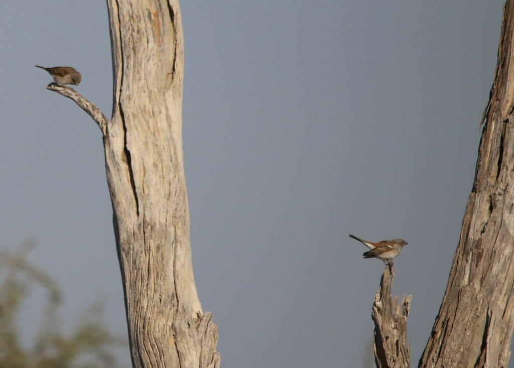 Moineau sud-africain - ML637961946