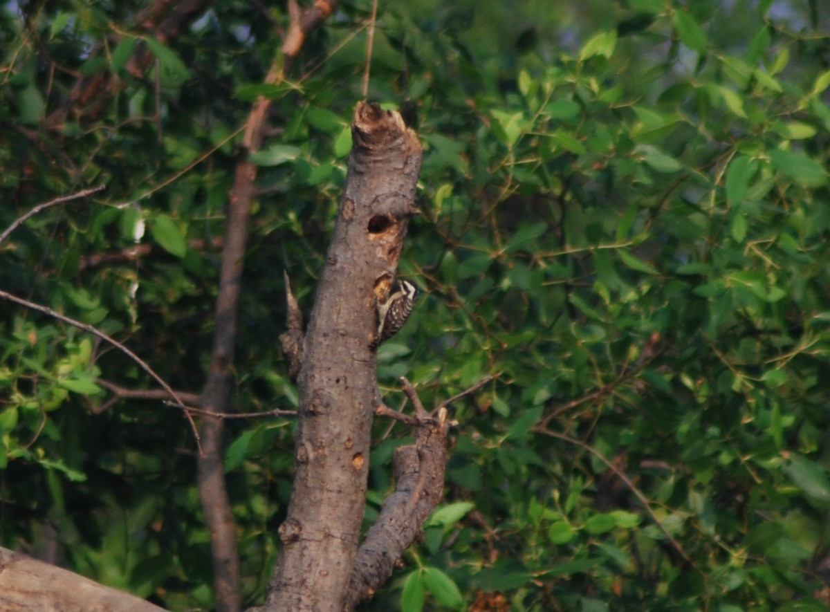 Sunda Pygmy Woodpecker - ML637961951
