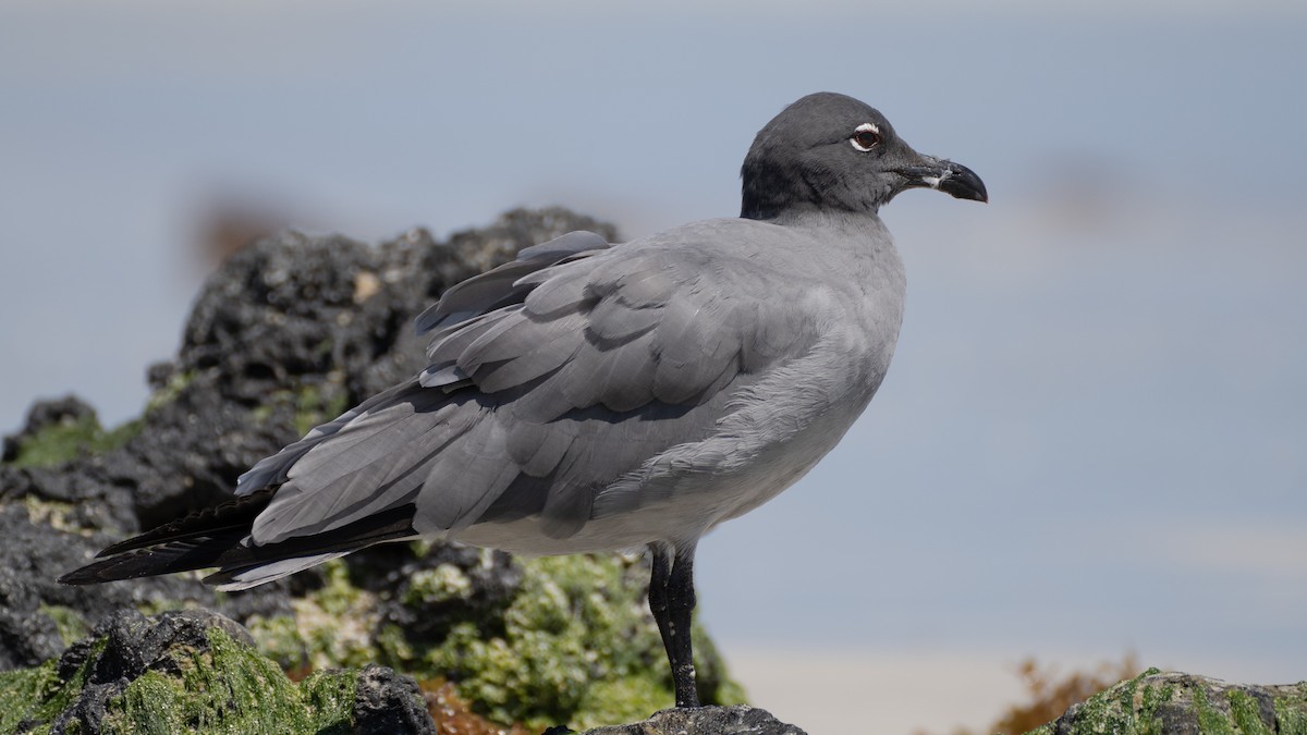 Gaviota Fuliginosa - ML637961957