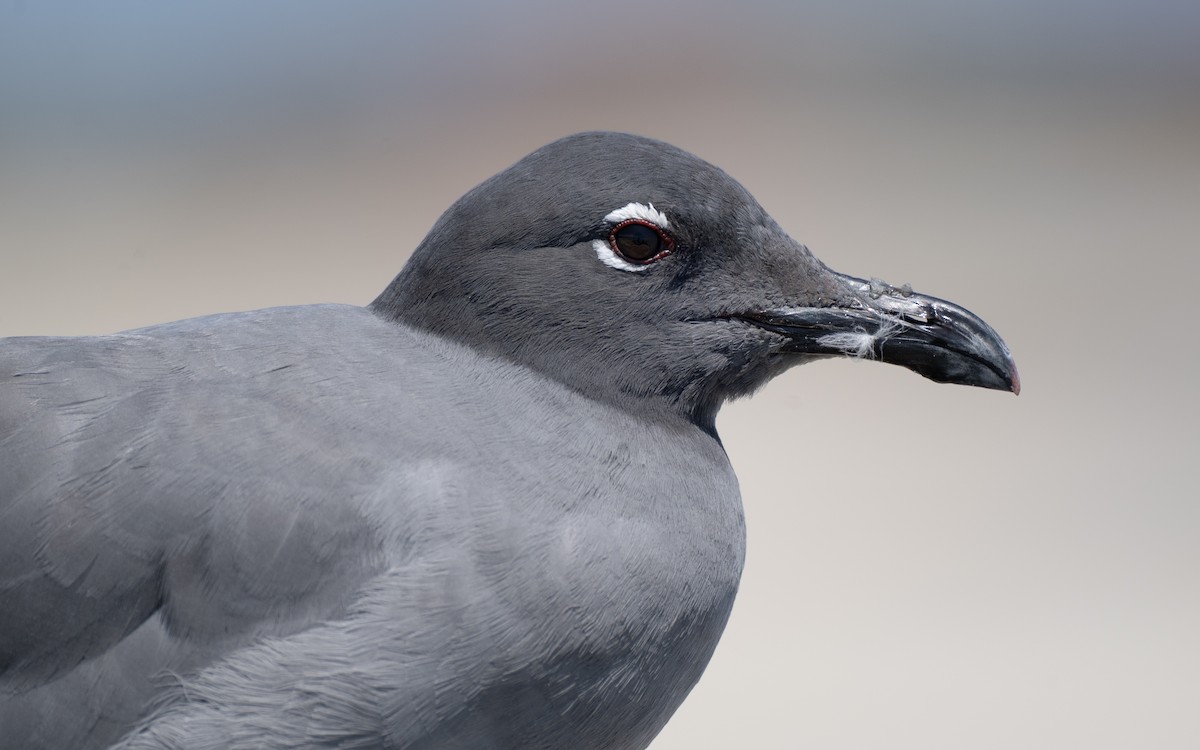 Gaviota Fuliginosa - ML637961958
