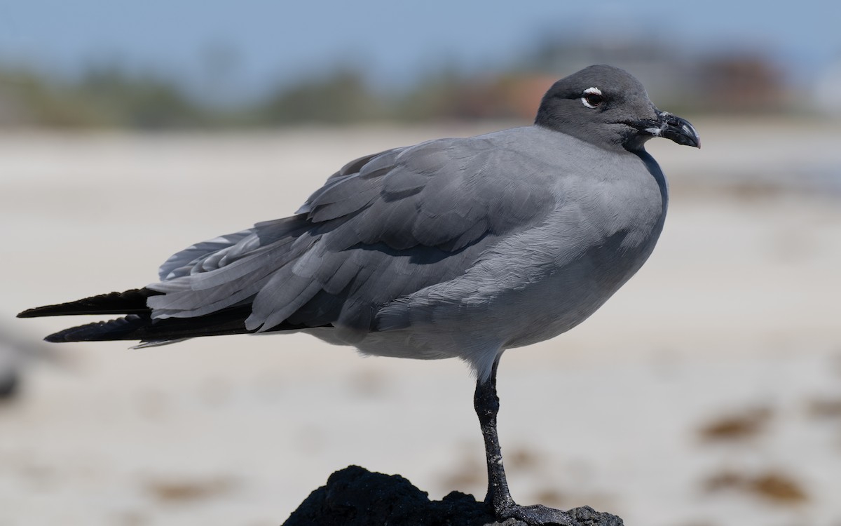 Gaviota Fuliginosa - ML637961959