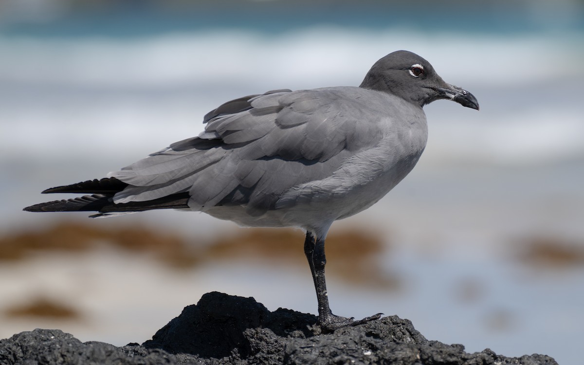 Gaviota Fuliginosa - ML637961960