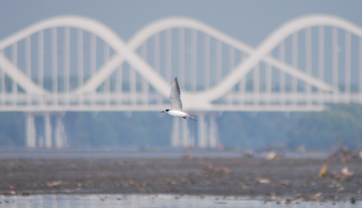 Sumru (longipennis) - ML637961965