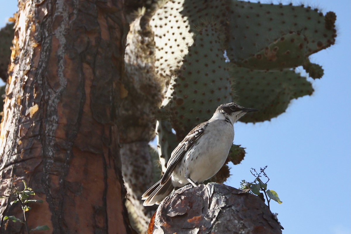 Galapagos Mockingbird - ML637961970