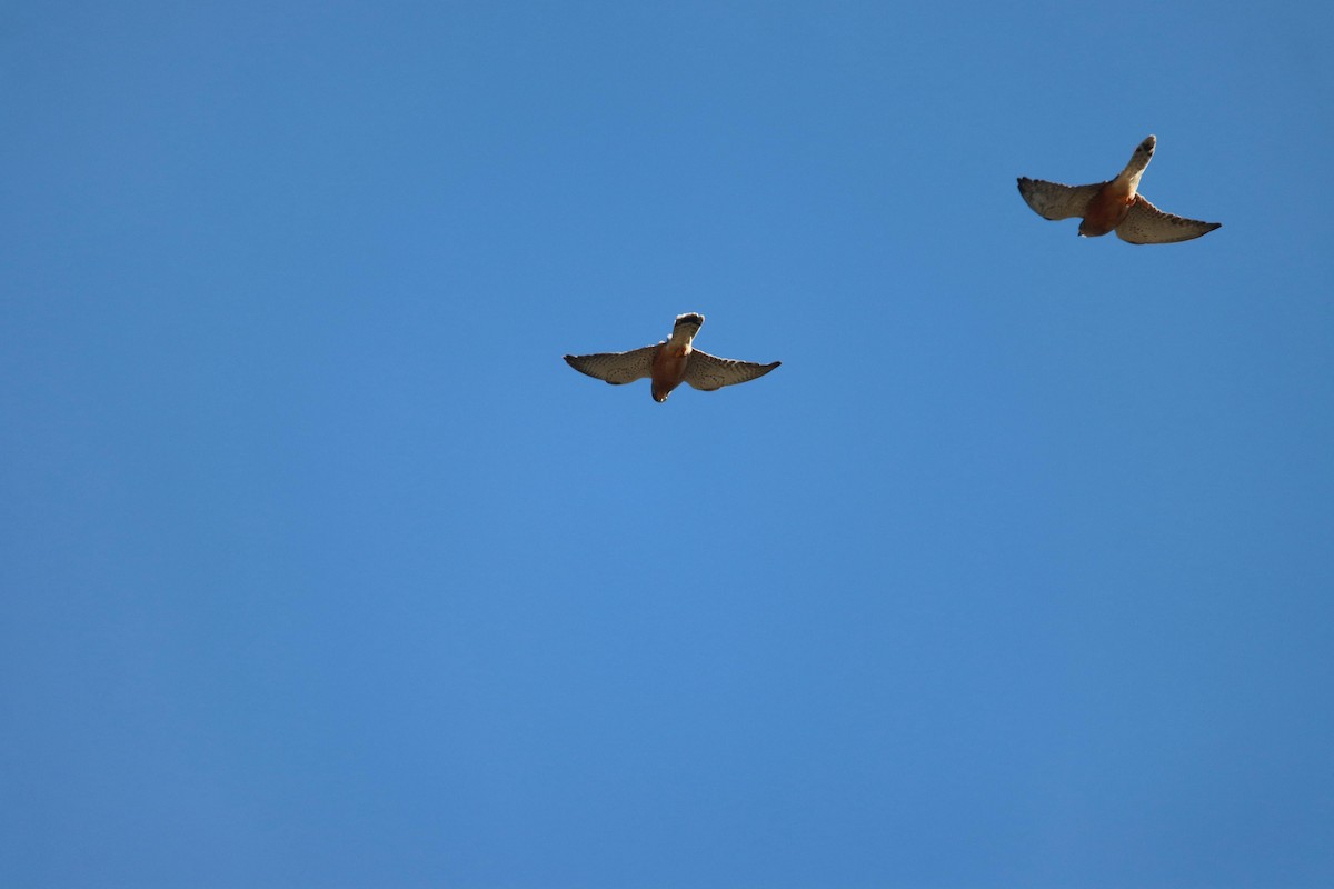 Rock Kestrel - ML637962018