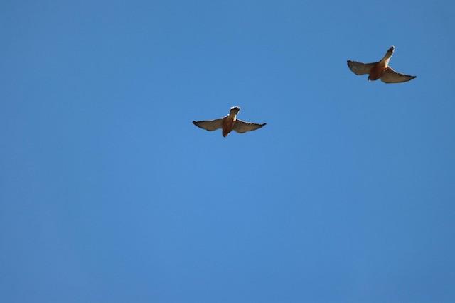 Rock Kestrel (Falco rupicolus) — best photo, 1 in total
