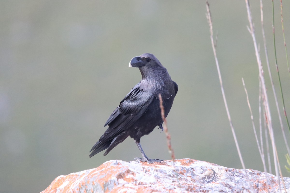 White-necked Raven - ML637962025