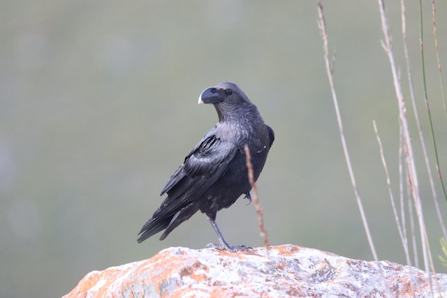 Crows & Ravens