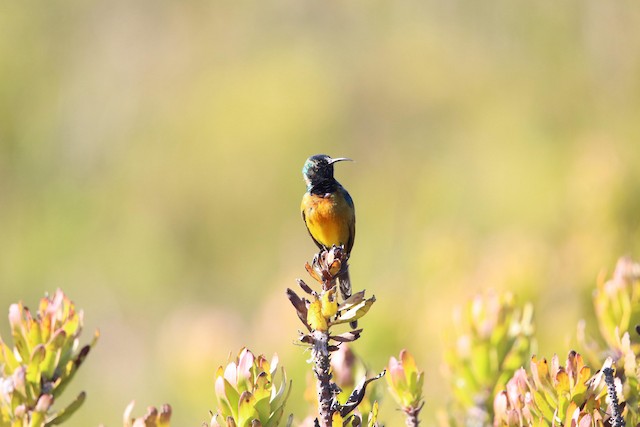 Sugarbirds & Sunbirds