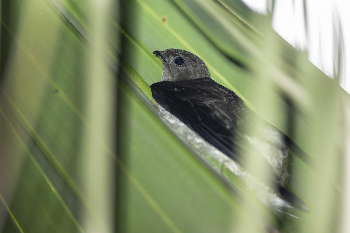 Asian Palm Swift - ML637962044