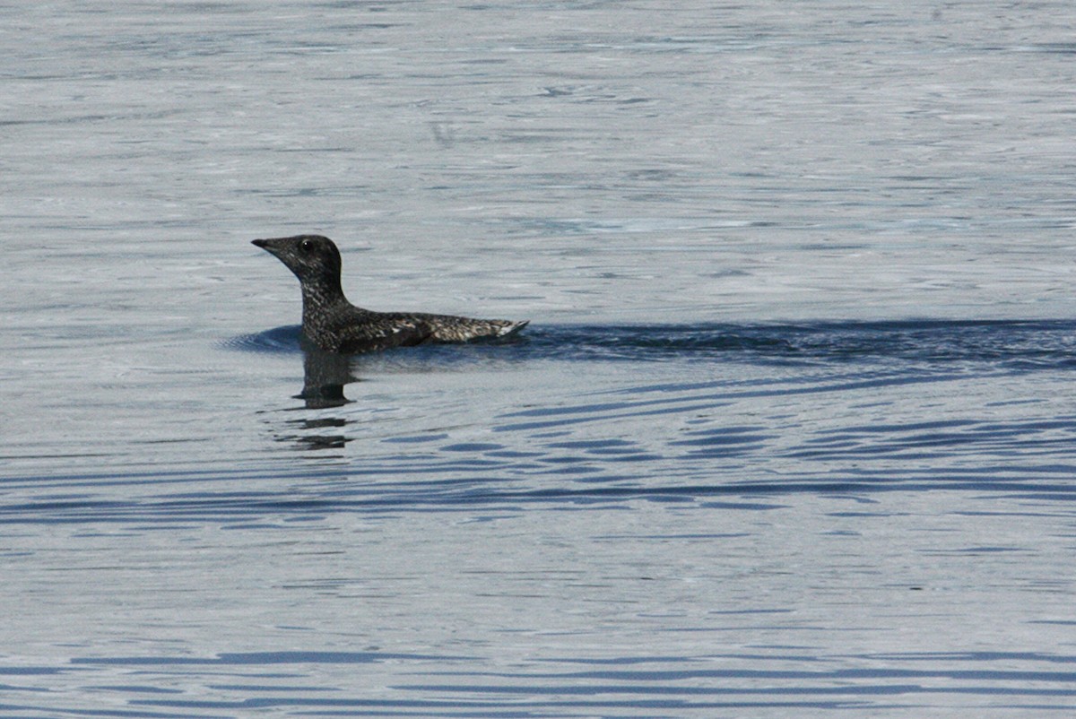 Kittlitz's Murrelet - ML637962076