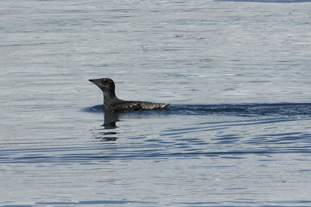 Kittlitz's Murrelet - ML637962077