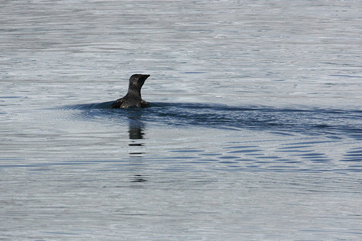 Kittlitz's Murrelet - ML637962078