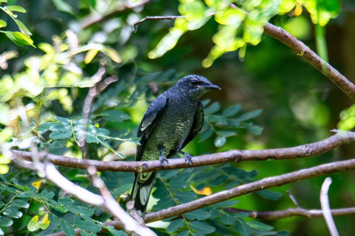 Black-winged Cuckooshrike - ML637962094
