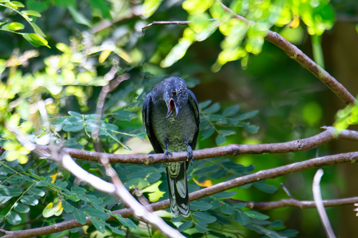 Black-winged Cuckooshrike - ML637962095