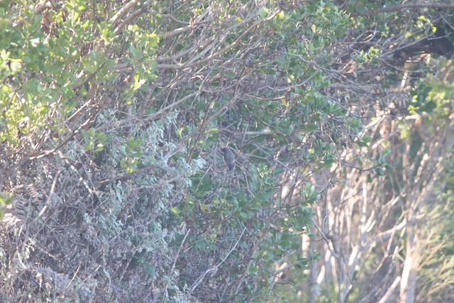 Brown-backed Honeybird (Prodotiscus regulus) — best photo, 1 in total