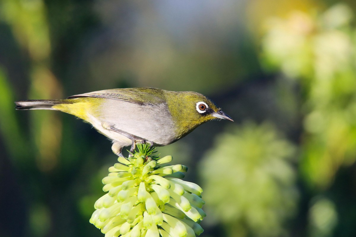 Cape White-eye - ML637962122