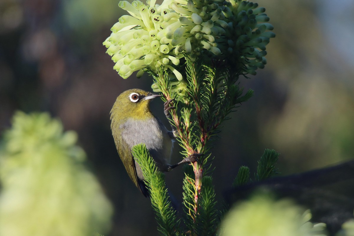 Cape White-eye - ML637962123