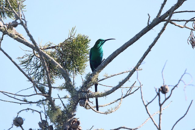 Malachite Sunbird (Nectarinia famosa) — best photo, 1 in total