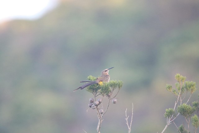 Cape Sugarbird (Promerops cafer) — best photo, 1 in total