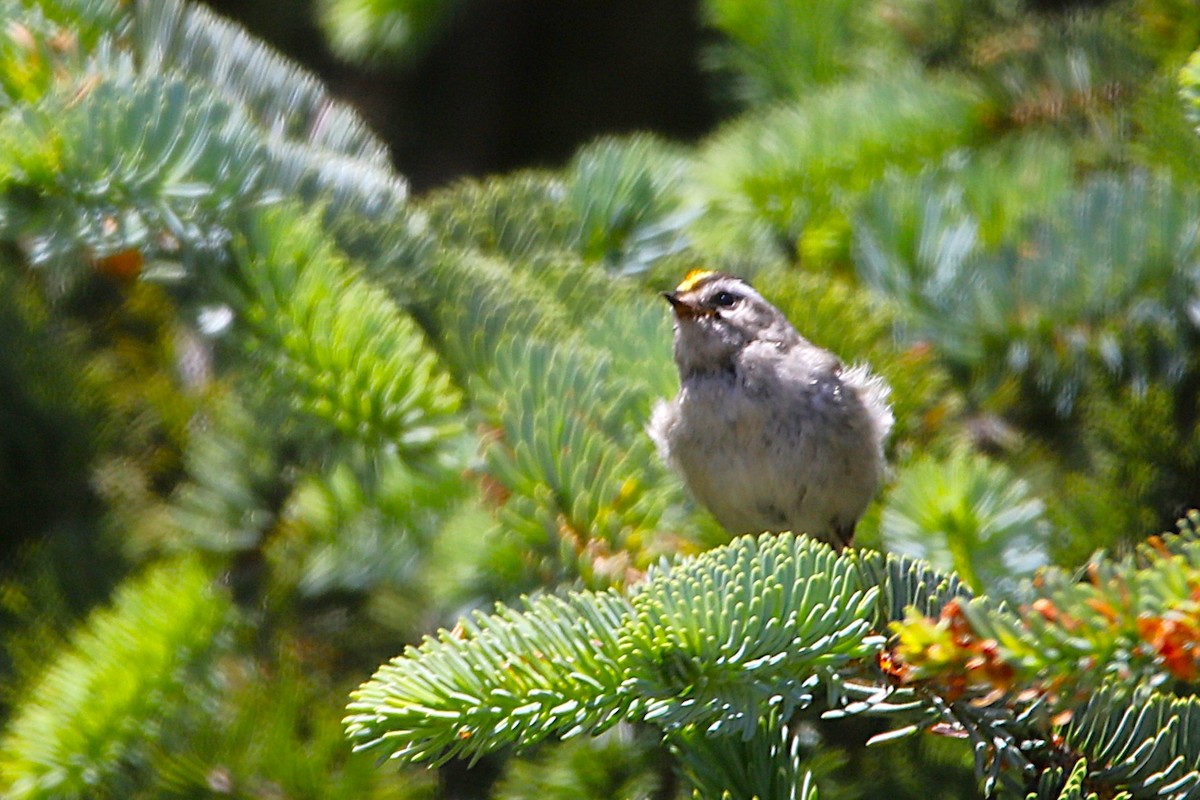 Golden-crowned Kinglet - ML637962169