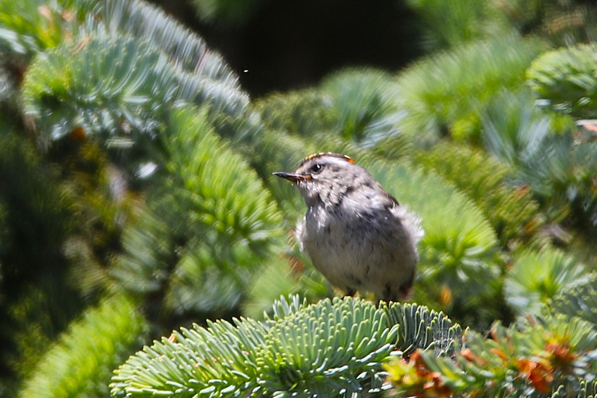 Golden-crowned Kinglet - ML637962174