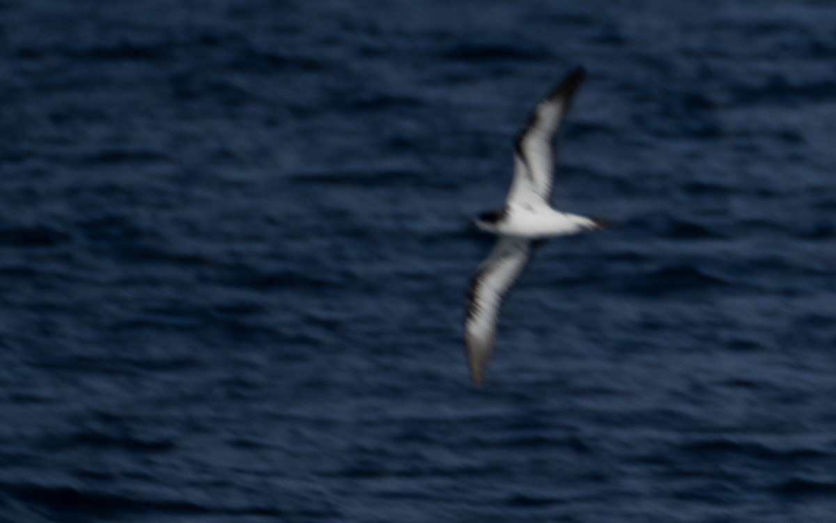 Galapagos Petrel - ML637962190